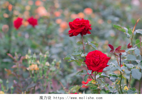 在春季盎然的季节里长满了各种各样鲜花的花海美丽的红玫瑰与绿叶在花园，春天.
